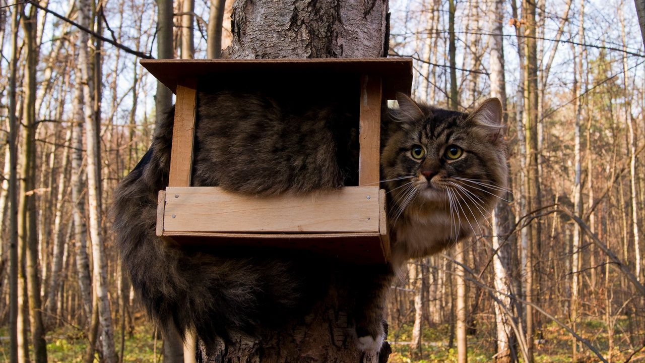 Обои кот, скворечник, сидеть, прикол, дерево, лес, пушистый