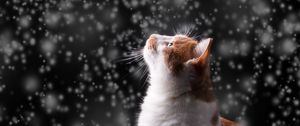 Превью обои кот, снег, блики, боке, снегопад, фотошоп