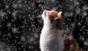 Превью обои кот, снег, блики, боке, снегопад, фотошоп