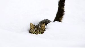 Превью обои кот, снег, хвост, игривый, лазать