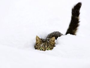 Превью обои кот, снег, хвост, игривый, лазать