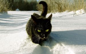 Превью обои кот, снег, лазать, следы, зима