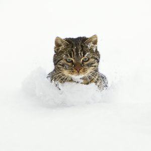 Превью обои кот, снег, морда, игривый