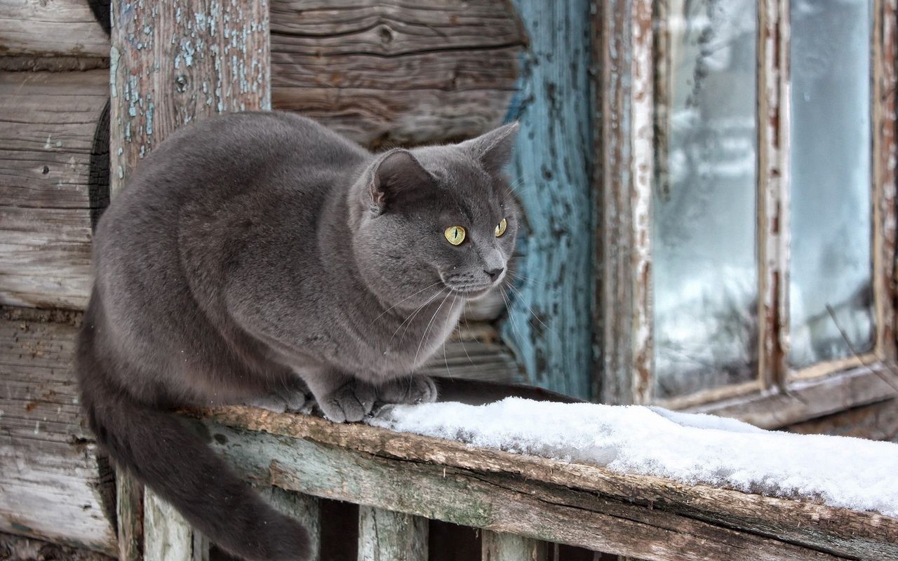 Серый дымчатый кот