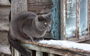 Превью обои кот, снег, подоконник, сидеть, ожидание
