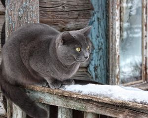 Превью обои кот, снег, подоконник, сидеть, ожидание