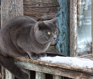 Превью обои кот, снег, подоконник, сидеть, ожидание