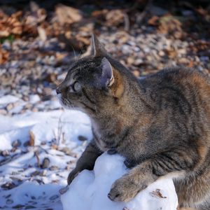 Превью обои кот, снег, полосатый, игривый