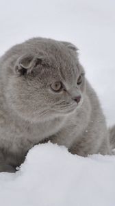 Превью обои кот, снег, прогулка, испуг