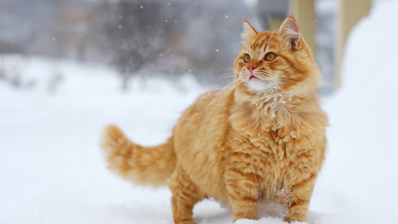 Обои кот, снег, прогулка, взгляд
