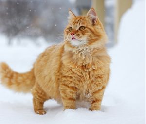 Превью обои кот, снег, прогулка, взгляд