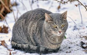 Превью обои кот, снег, пушистый, толстый