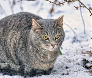Превью обои кот, снег, пушистый, толстый