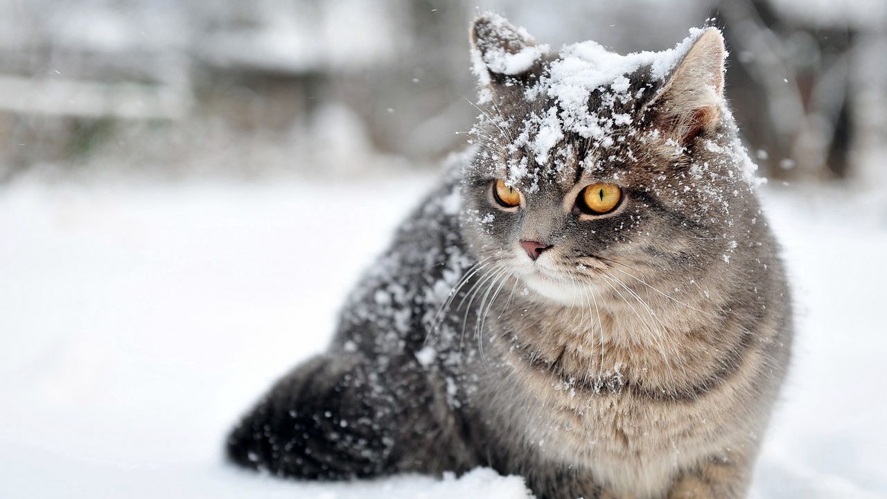 Обои кот, снег, сидеть, страх