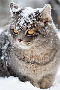 Превью обои кот, снег, сидеть, страх