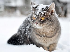 Превью обои кот, снег, сидеть, страх