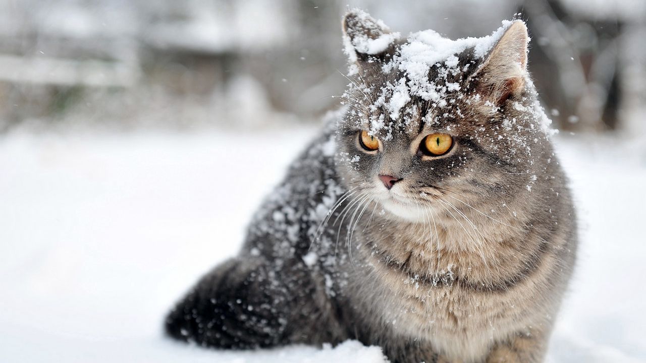 Можно ли коту сидеть на компьютере