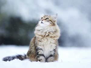 Превью обои кот, снег, сидит, пушистый