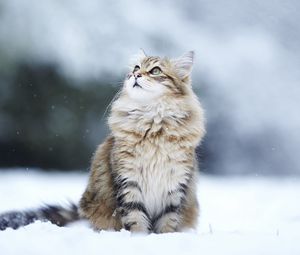 Превью обои кот, снег, сидит, пушистый