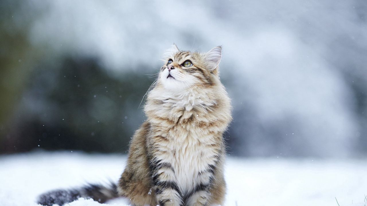 Обои кот, снег, взгляд, пушистый