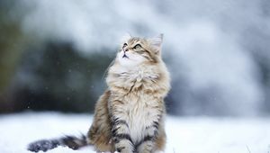 Превью обои кот, снег, взгляд, пушистый