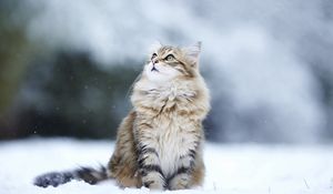 Превью обои кот, снег, взгляд, пушистый
