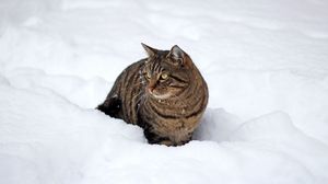 Превью обои кот, снег, зима, прогулка