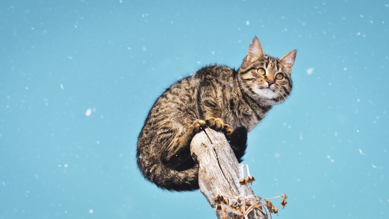 Обои кот, снегопад, снег, столб