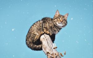 Превью обои кот, снегопад, снег, столб