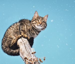 Превью обои кот, снегопад, снег, столб