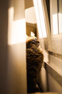 Превью обои кот, солнечный свет, окно, наблюдательность