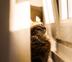 Превью обои кот, солнечный свет, окно, наблюдательность