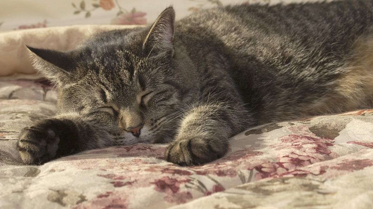 Обои кот, сон, лапа, постель
