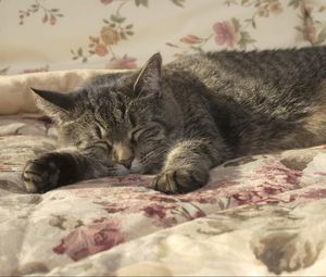 Превью обои кот, сон, лежать, одеяло