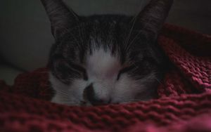 Превью обои кот, сон, одеяло, питомец