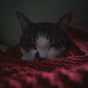 Превью обои кот, сон, одеяло, питомец