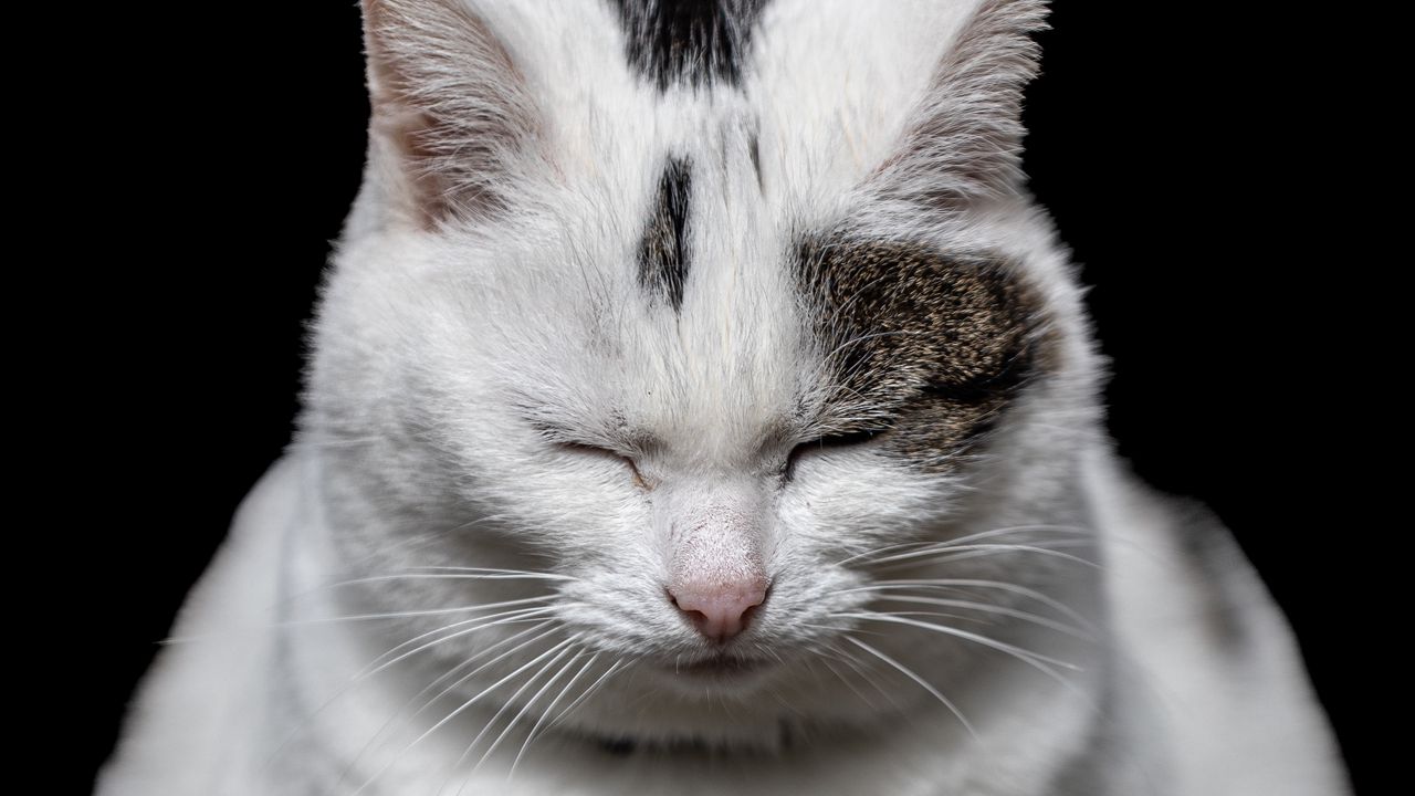 Обои кот, сон, питомец, белый