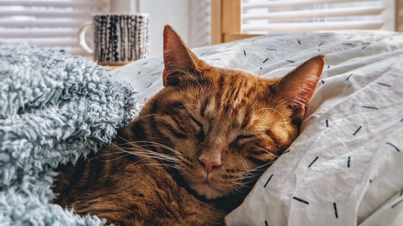 Обои кот, сон, постель, уют