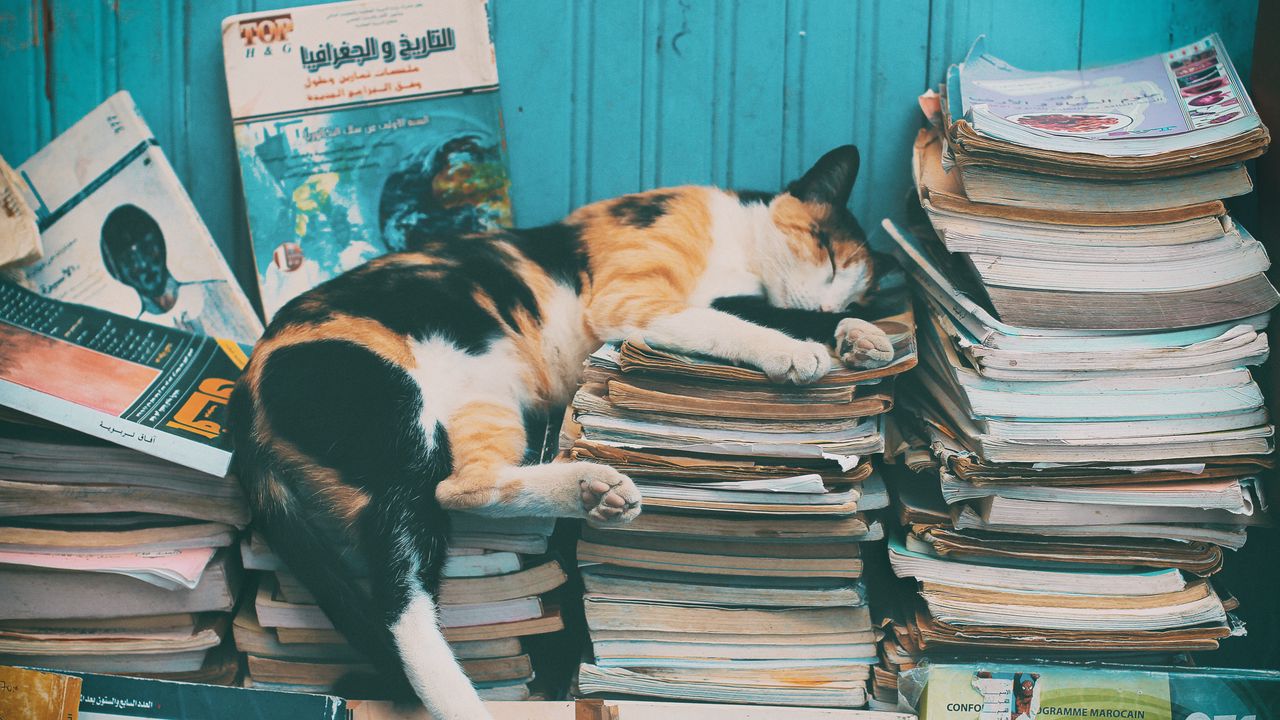 Обои кот, сон, журналы, отдых, книги