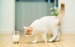 Превью обои кот, стакан, молоко, полы, пятнистый