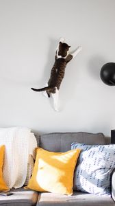 Превью обои кот, стена, прыжок, игра