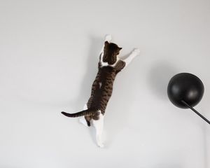 Превью обои кот, стена, прыжок, игра
