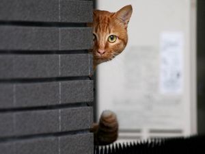 Превью обои кот, стена, выглядывать, прятаться