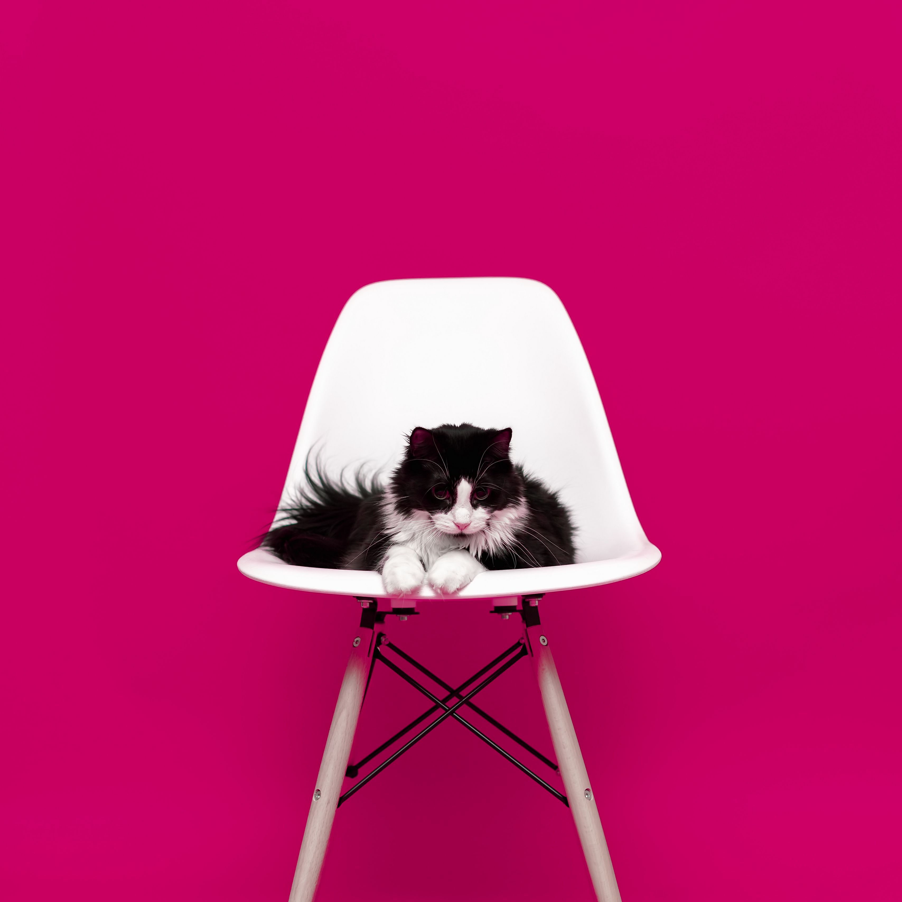 Кот на розовом стуле