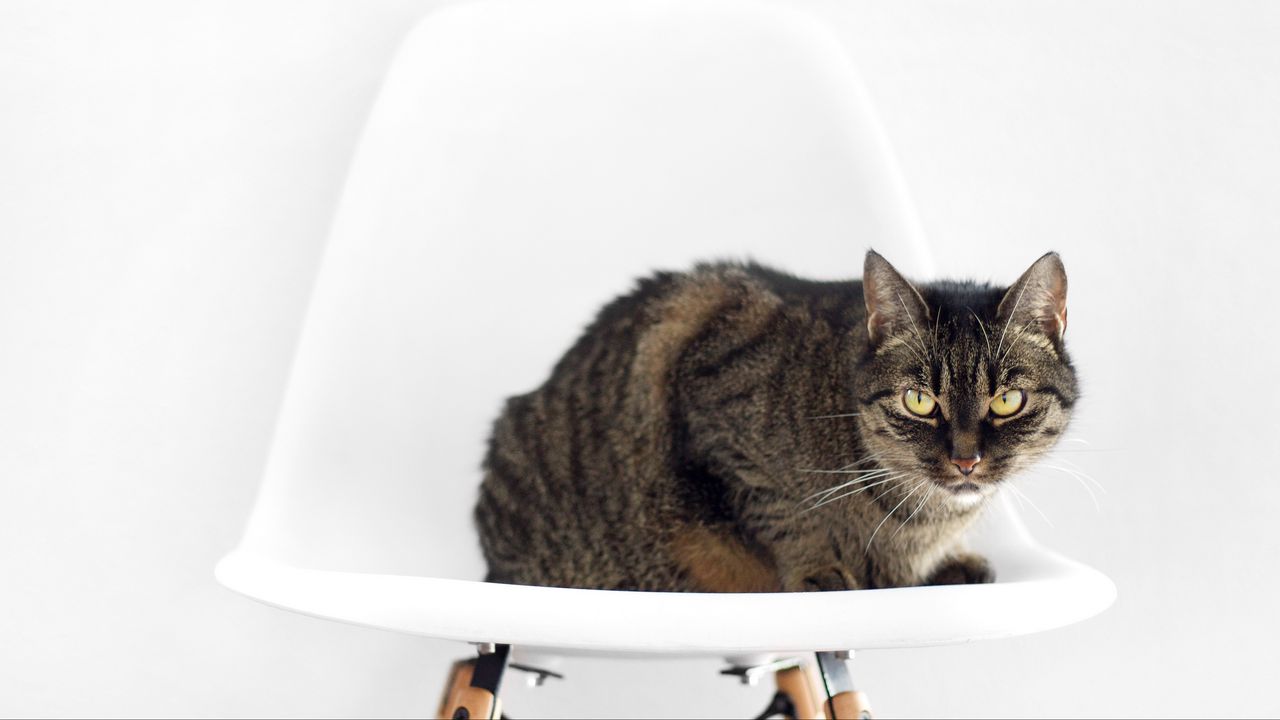 Обои кот, стул, сидеть, полосатый