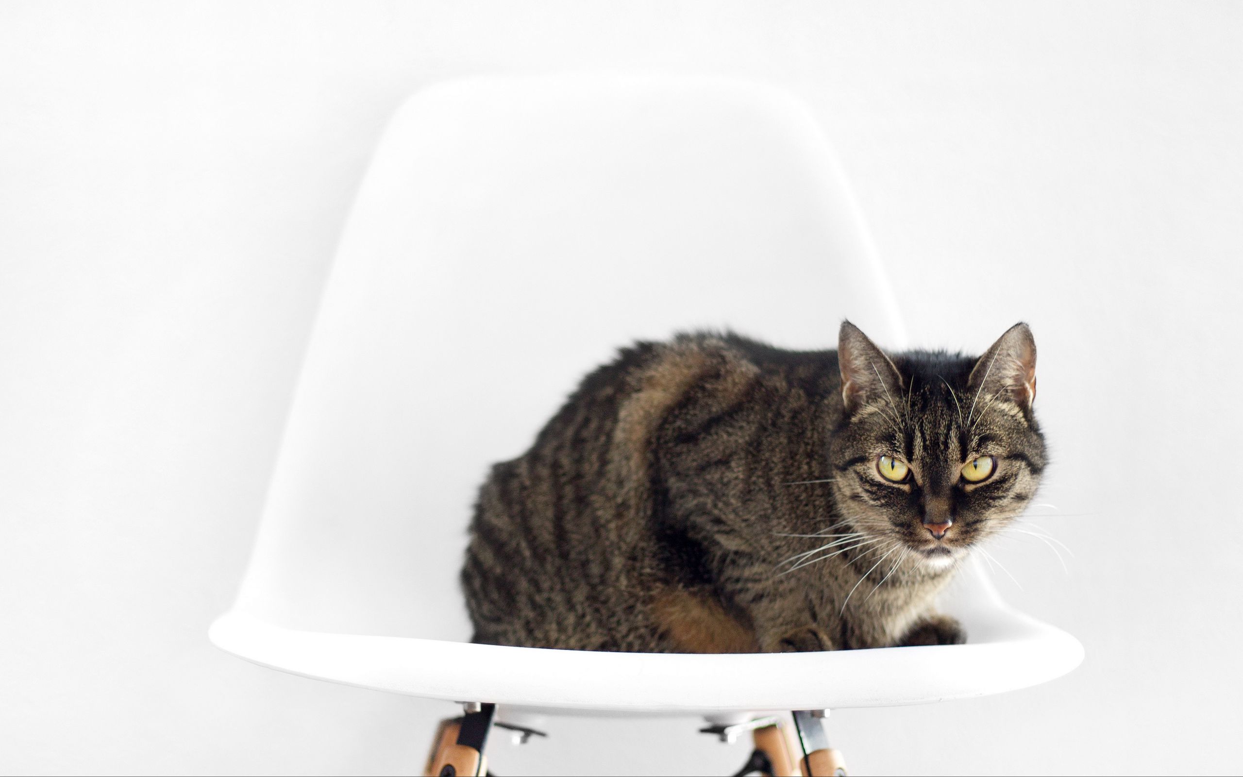 Кошка на стуле. Котик лежит на стуле. Котик сидит на стуле. Табурет кот. The cat is the chair