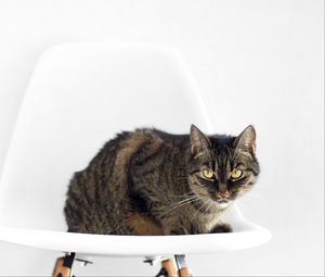 Превью обои кот, стул, сидеть, полосатый