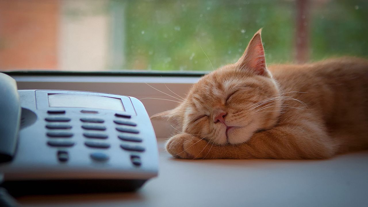 Обои кот, телефон, сон, подоконник, ожидание
