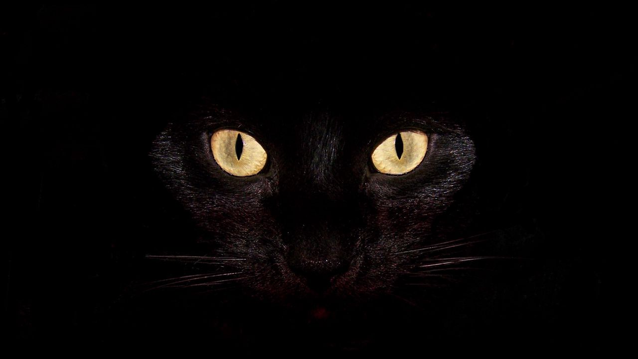 Обои кот, темный, глаза, яркий, удивление