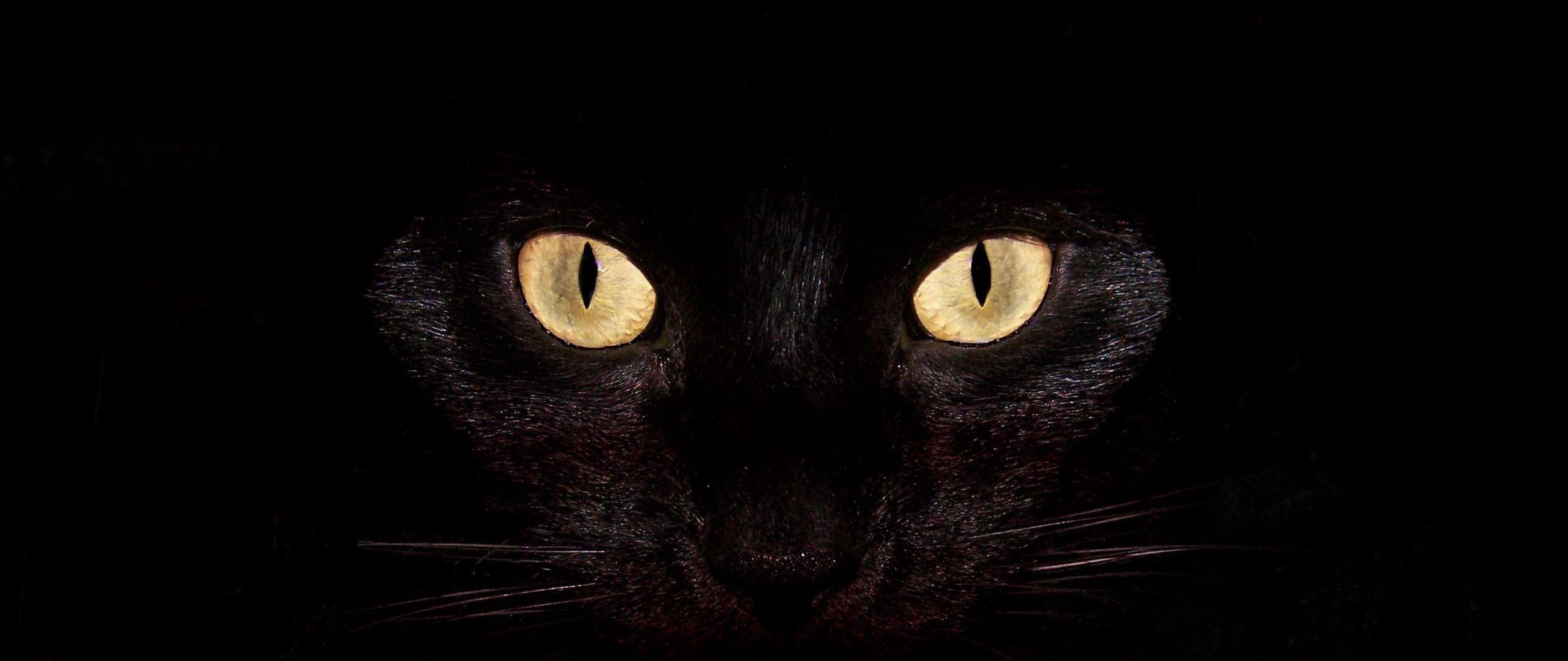 Страшные глаза кота в темноте